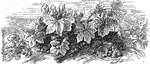 vintage engraving of grapevine with leaves and grape clusters, detailed botanical illustration