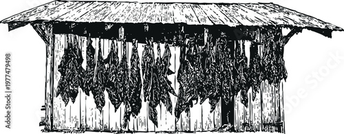 tobacco leaves hanging to dry in rustic wooden barn for natural curing process
