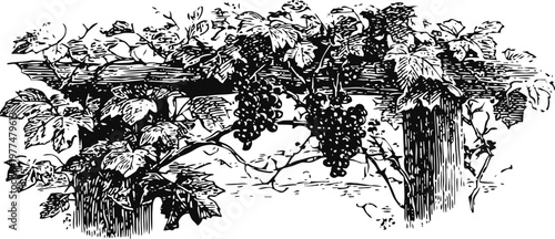 Vintage grapevine illustration with bunches of grapes and detailed leaves on wooden trellis