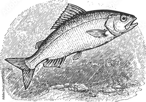 Detailed vintage engraving of a swimming fish underwater with textured background and ocean floor