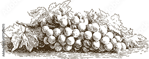 Vintage grapevine illustration with ripe grape cluster and leaves, detailed botanical engraving art
