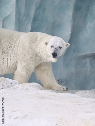 Polar Bear Walking on Snowy White Ground Near Pool at Zoo