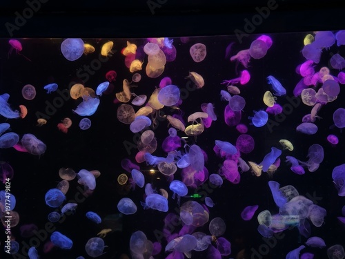 Purple Yellow Jellyfish Floating in Dark Aquarium Neon Colors
