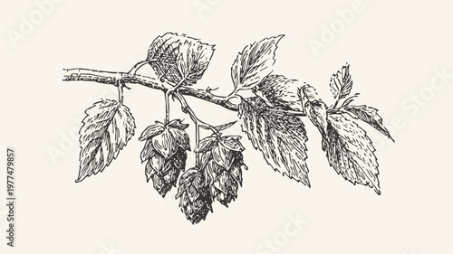 detailed ink drawing of hop plant branch with leaves and cones in vintage botanical