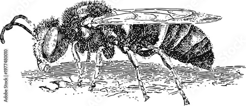 Detailed vintage illustration of a honey bee with intricate wings and body segments