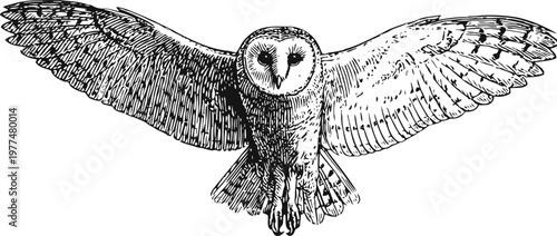 Barn owl in flight detailed black and white illustration of a wild bird with outstretched wings, feathers, and facial disc hunting nocturnal predator sketch