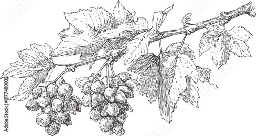 detailed vintage grapevine branch with clusters of grapes and textured leaves illustration