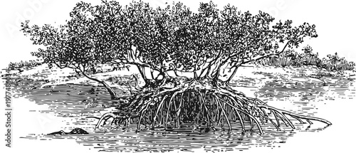 Mangrove tree with extensive aerial roots in coastal water, natural wetland ecosystem illustration