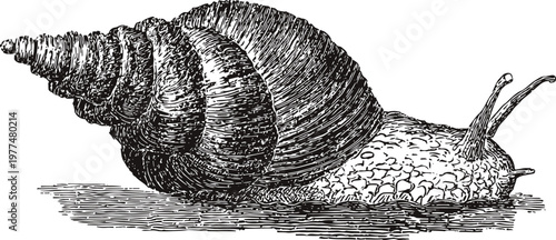 Detailed black and white engraving of a snail with a spiral shell crawling on a flat surface
