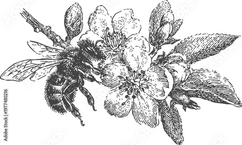 Bee collecting nectar from blooming flower branch detailed vintage botanical illustration of insect and blossoms