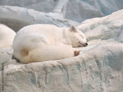 Young Polar Bear Sleeping Curled Up on Icy Rocks