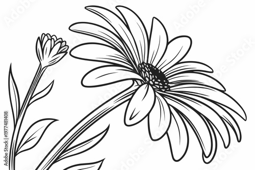 coloring page line art the aster flower black vector