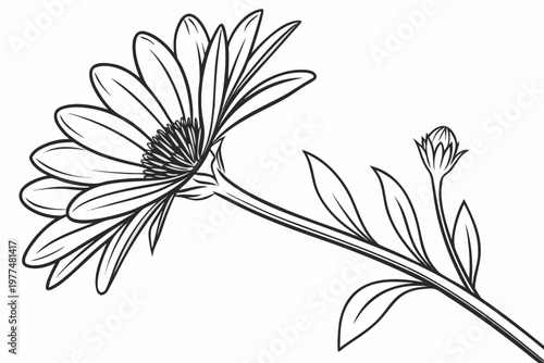 coloring page line art the aster flower black vector