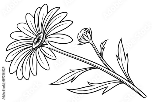 coloring page line art the aster flower black vector