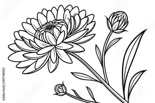 coloring page line art the aster flower black vector