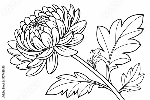 coloring page line art the aster flower black vector