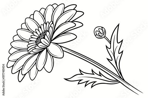 coloring page line art the aster flower black vector