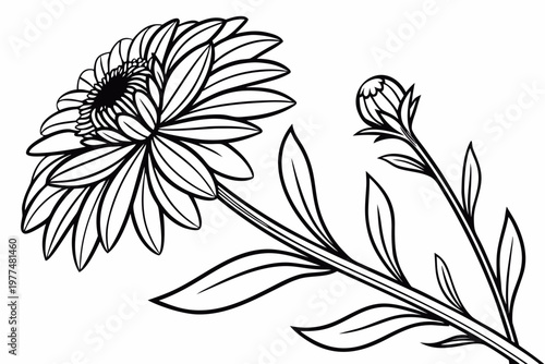 coloring page line art the aster flower black vector