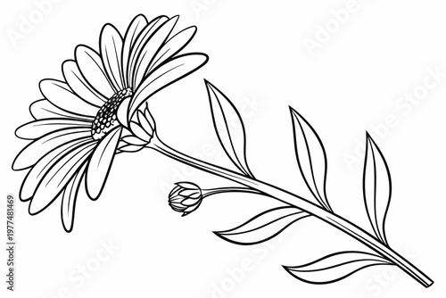 coloring page line art the aster flower black vector