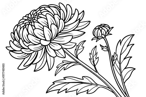 coloring page line art the aster flower black vector