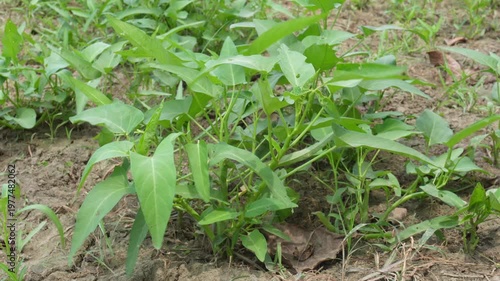 Young Green Water Spinach Seedlings in Soil