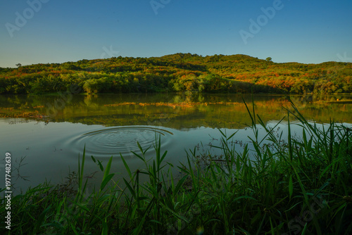 lake in the forest