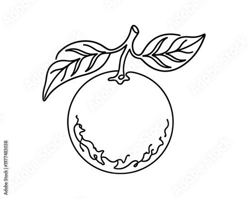 Orange fruit with leaves line art drawing simple citrus element food