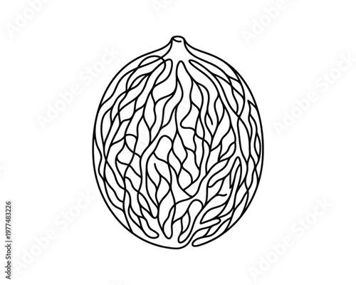 Ornate nutmeg seed with intricate swirling pattern, single continuous line drawing, black on transparent background