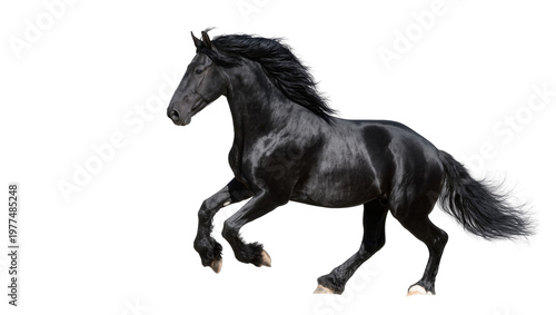 Photography Dynamic black Friesian horse running in motion