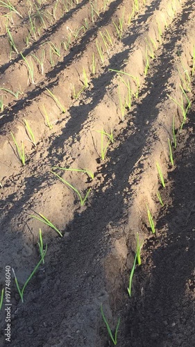 newly sown vegetable garden with plants