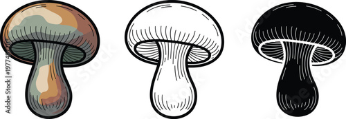 Edible mushroom silhouette & Outline and illustration set isolated on transparent background