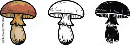 Edible mushroom silhouette & Outline and illustration set isolated on transparent background