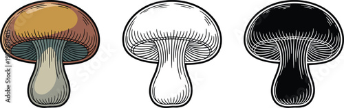 Edible mushroom silhouette & Outline and illustration set isolated on transparent background