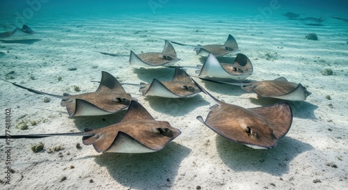 Group of stingrays swimming over sandy seabed in tropical clear water