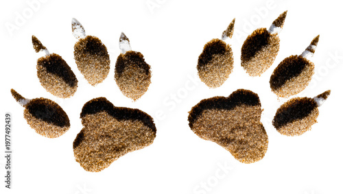 Brown Dog Paw Prints with White Flecks Close-Up