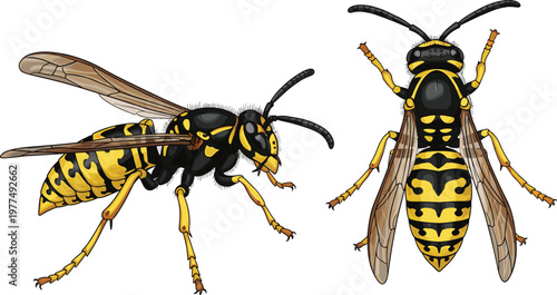 Detailed yellow jacket wasp vector illustration set featuring side and top view perspectives of stinging insects isolated on white background for nature design