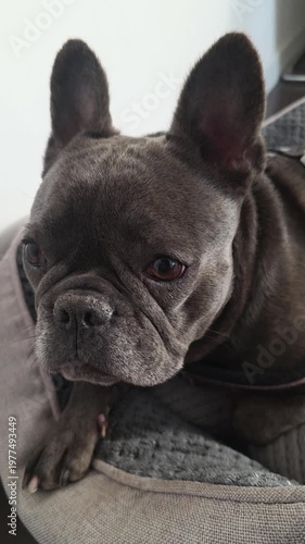 french bulldog pet sleeping in its bed