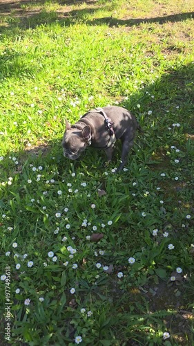 dog defecating in the field
