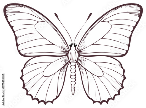 Detailed line art illustration of a monarch butterfly with visible veins and antennae