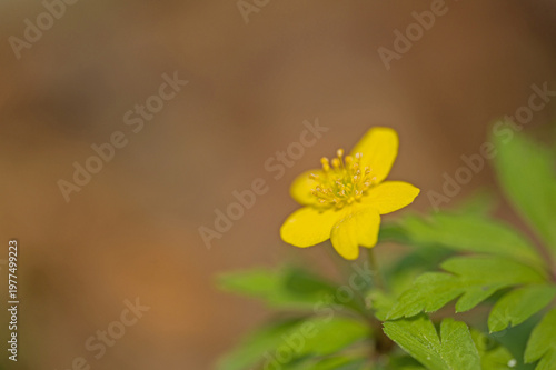 yellow wood anemone flower in a forest in spring