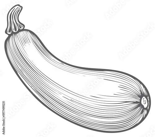 Engraved illustration of a zucchini vegetable with intricate linework.