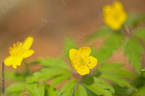 yellow wood anemone flowers in a forest in spring