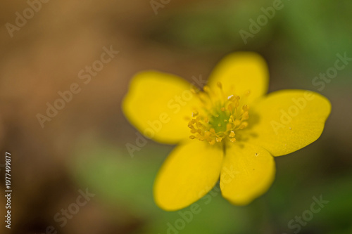 macro of a yellow wood anemone flower in a forest in spring