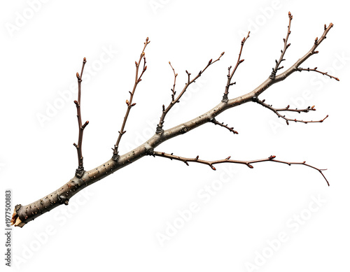 Bare tree branch with small buds against white background