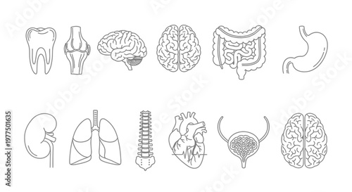 Anatomical illustration displaying various human organs including the brain heart lungs and digestive system