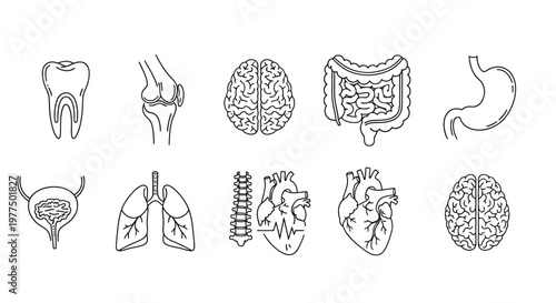 Detailed line art illustration showcasing various human organs and anatomical structures in a medical context