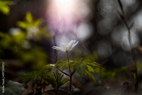Aufnahme eines Frühblüherns, dem Buschwindröschen im Sonnenlicht.