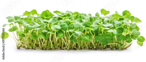 Wallpaper Mural Microgreens on white background Torontodigital.ca