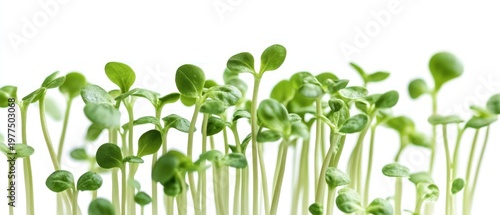 Wallpaper Mural Microgreens on white background Torontodigital.ca