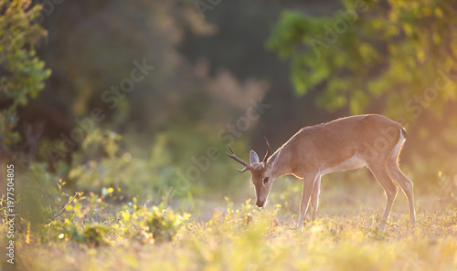 Photography Pampas deer grazing in a meadow under soft sunset light